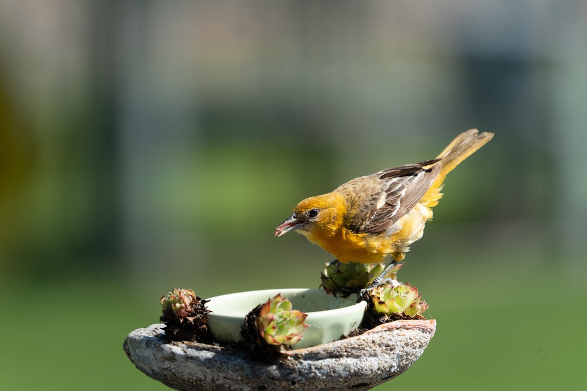 What Do Orioles Eat How to Feed Orioles